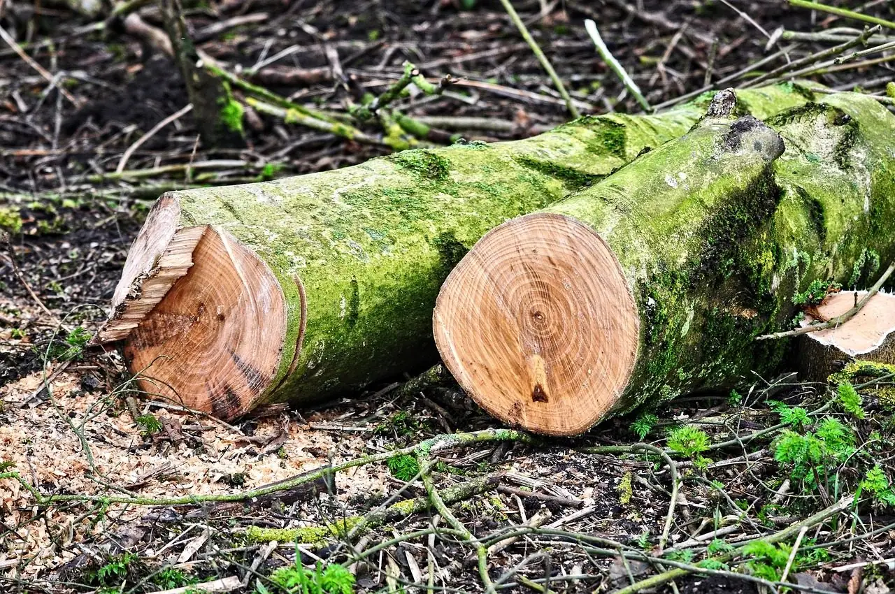 Moss-covered trunk sections cut to length and lying on a forest floor