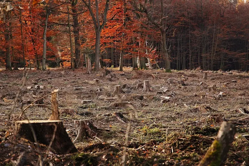A cut-over woodland with fresh stumps in the foreground and autumn trees behind