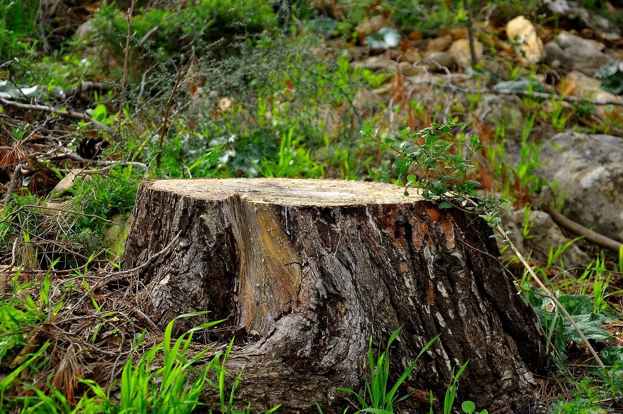 A freshly cut stump with pale wood on top, standing in grass and weeds