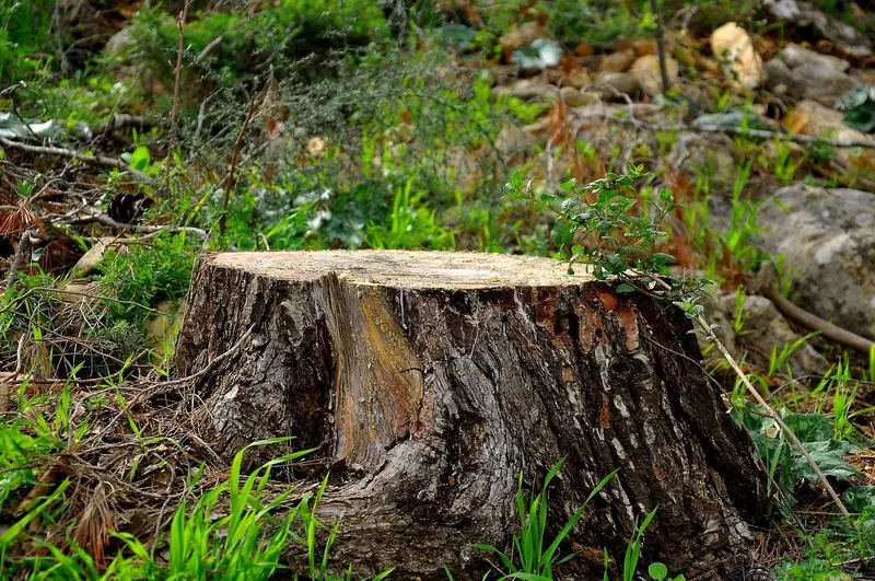 A freshly cut tree stump standing in green grass
