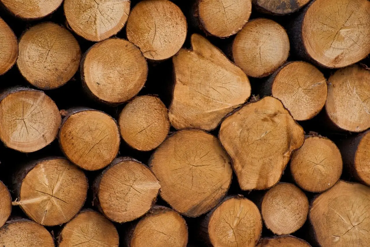 Close view of cut log ends stacked in a pile