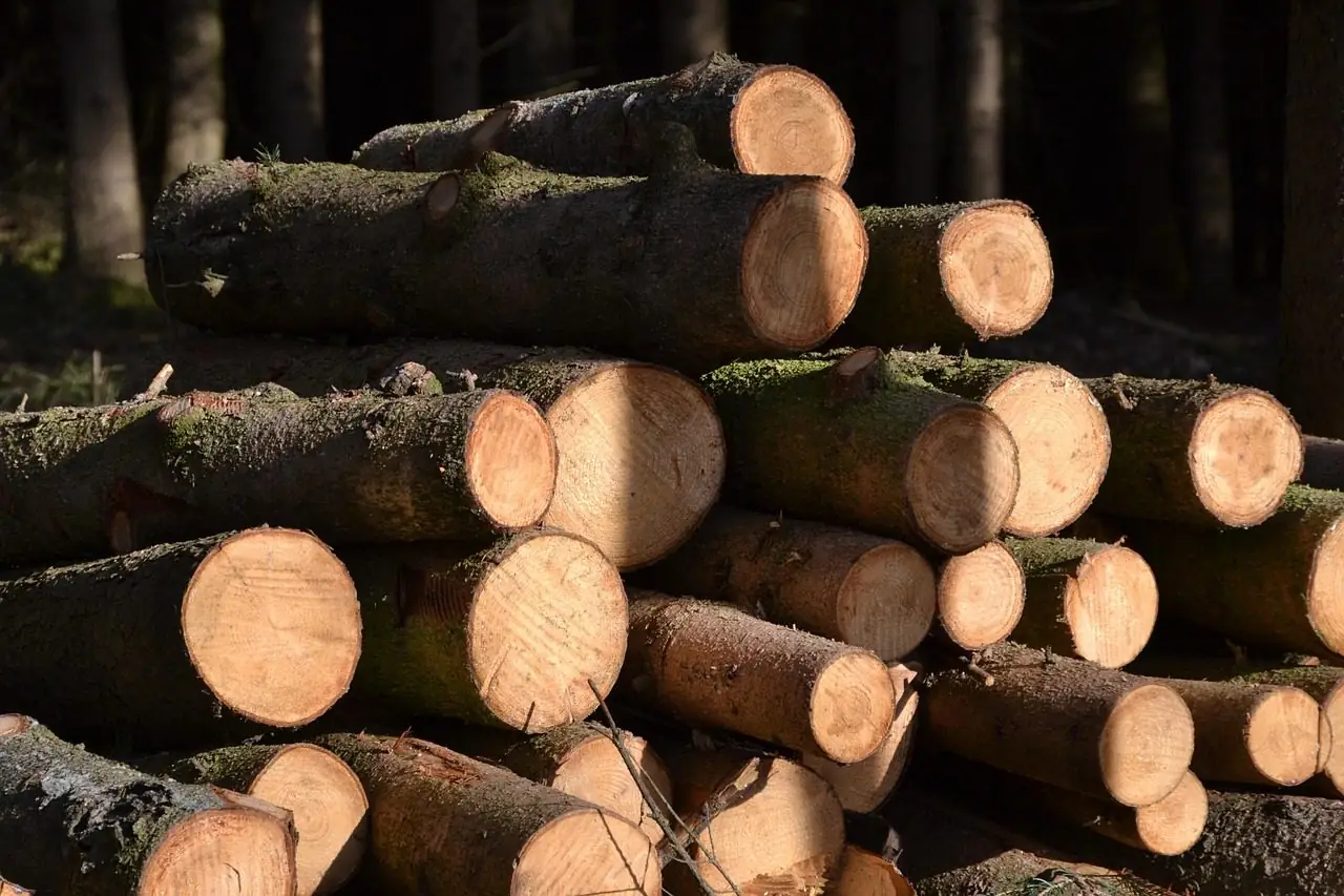 Stacked tree trunks lying at the edge of a sunlit forest