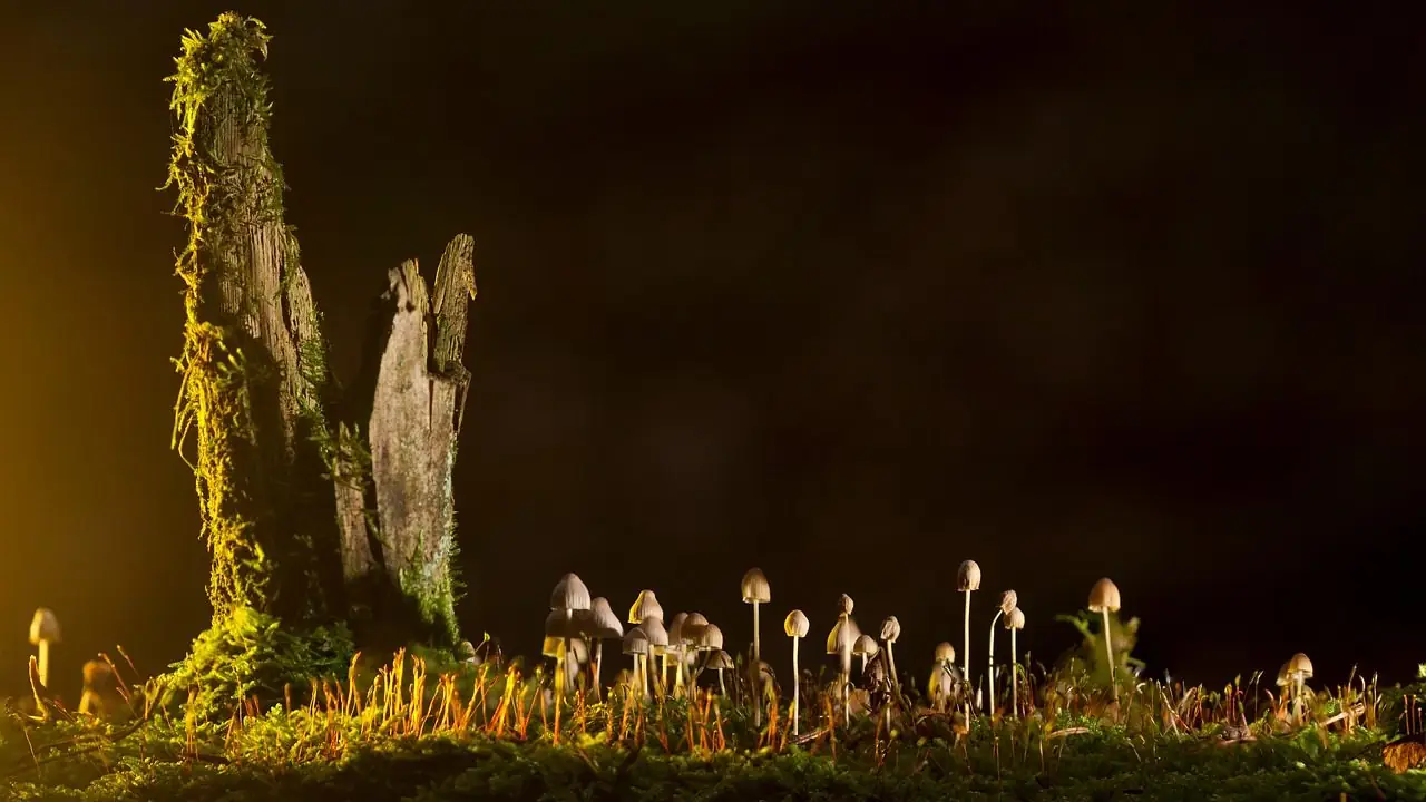 A broken, moss-covered stump with tiny mushrooms growing around its base