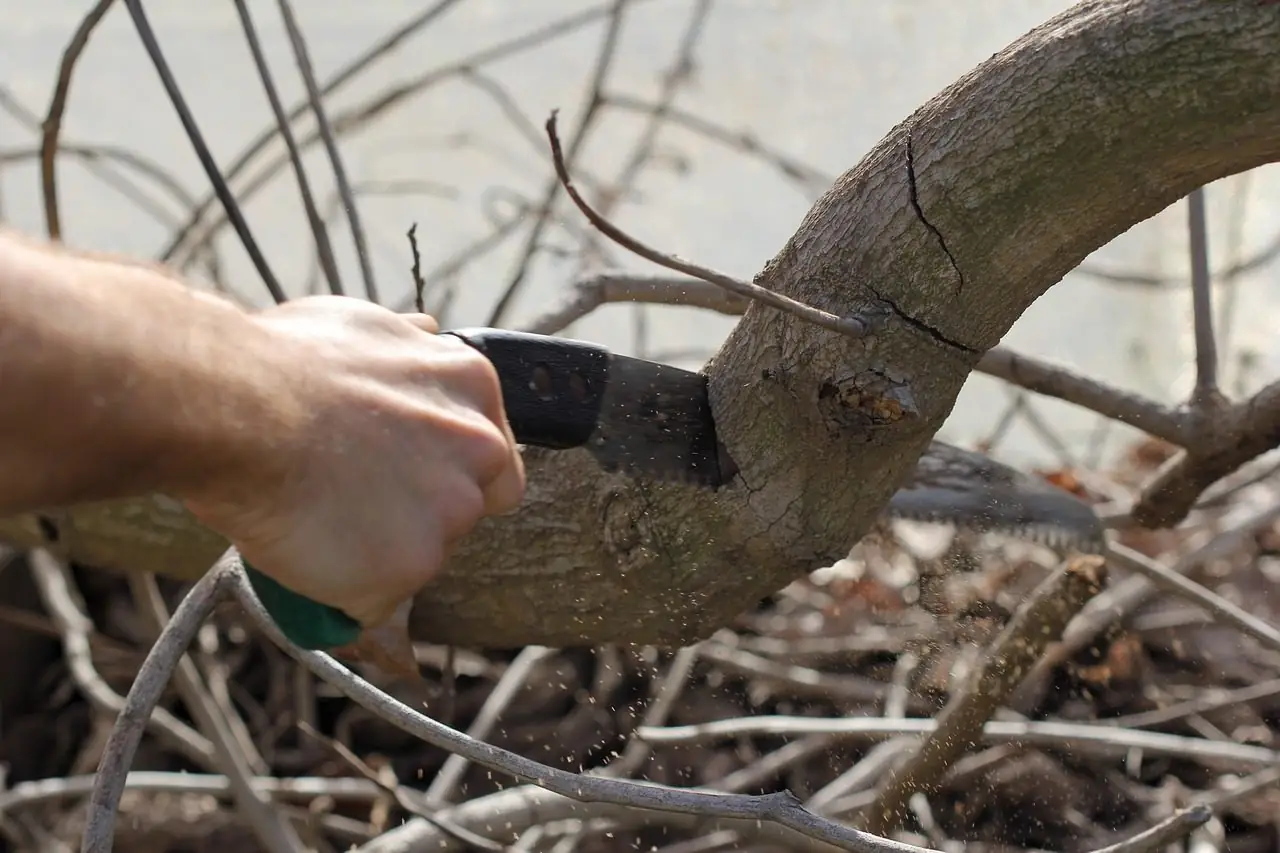 A hand holding a pruning saw partway through a curved branch above a pile of cut twigs